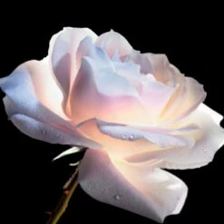 Dior Prestige Le Concentré Yeux -Guerlain Soldes Magasin dior prestige le concentre yeux 3