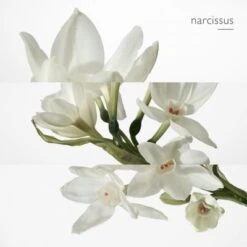 Hermès Eau De Narcisse Bleu Eau De Cologne -Guerlain Soldes Magasin eau narcisse bleu 3