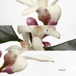 Hermès Eau De Néroli Doré Eau De Cologne 17 Hermès Eau De Néroli Doré Eau De Cologne -Guerlain Soldes Magasin eau neroli dore 7