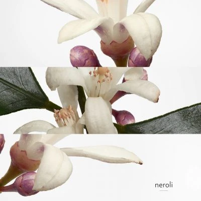 Hermès Eau De Néroli Doré Eau De Cologne 10 Hermès Eau De Néroli Doré Eau De Cologne – Image 8