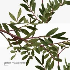 Hermès Un Jardin En Méditerranée Eau De Toilette -Guerlain Soldes Magasin jardin medit edt 4