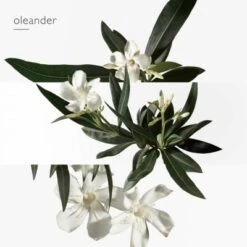 Hermès Un Jardin En Méditerranée Eau De Toilette -Guerlain Soldes Magasin jardin medit edt 5