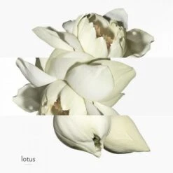 Hermès Un Jardin Sur Le Nil Eau De Toilette -Guerlain Soldes Magasin jardin s nil edt 4