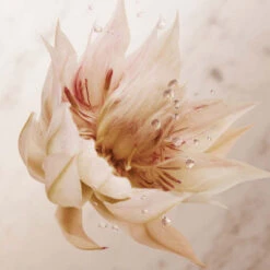 Paco Rabanne Olympéa Lait Pour Le Corps -Guerlain Soldes Magasin olympea bdy lotion 3