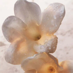 Paco Rabanne Olympéa Lait Pour Le Corps -Guerlain Soldes Magasin olympea bdy lotion 4